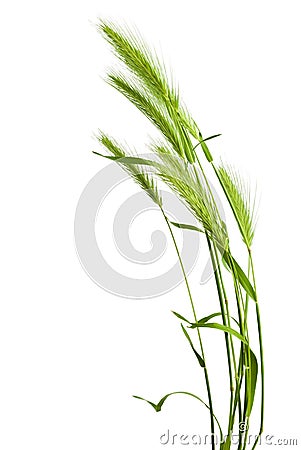 Green grass spikelet Stock Photo