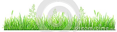 Green grass Vector Illustration