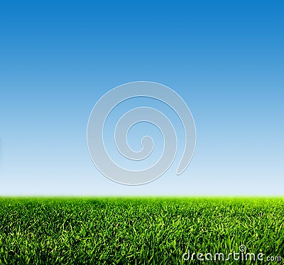 Green grass on spring field against blue clear sky Stock Photo