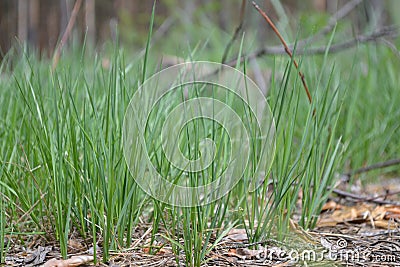 green grass, spring grass, grass in the forest Stock Photo