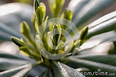 Green grass sprouts. Stock Photo