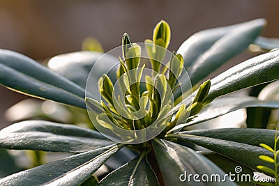 Green grass sprouts. Stock Photo