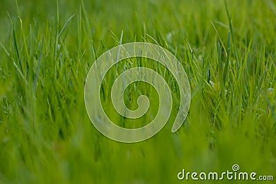 Green grass. the grass stirs from the wind. blurred background Stock Photo