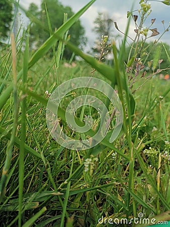 Green Grass In The Sunny Summer Of 2019 Russia Stock Photo