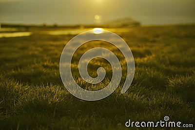 Green grass with sunset views Stock Photo