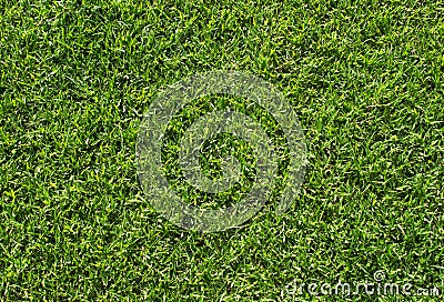 Green grass texture. Green lawn soccer field background Stock Photo