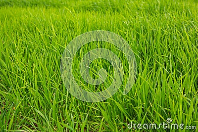 Green grass texture Stock Photo