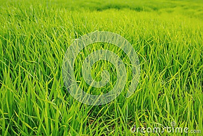 Green grass texture Stock Photo