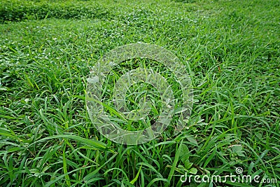 Green grass thrives in the rainy season Stock Photo
