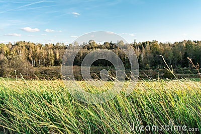 Green grass tilted by wind on a background of autumn forest, eve Stock Photo