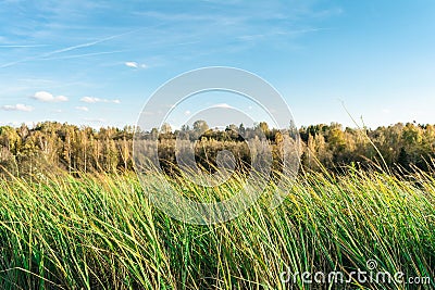 Green grass tilted by wind on a background of autumn forest, eve Stock Photo