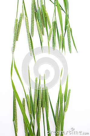 Green grass timothy-grass on a white background Stock Photo