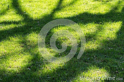Green grass with tree shadows. Stock Photo