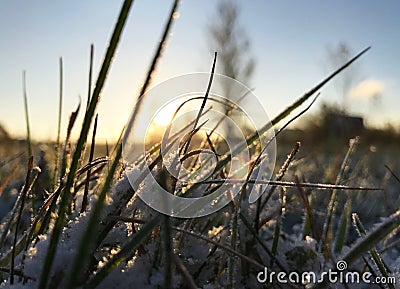 Green grass under snow Stock Photo