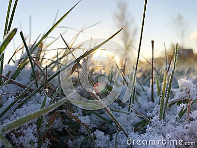 Green grass under snow Stock Photo