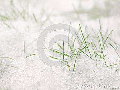 Green grass under the snow. Grass covered with snow. White snow and green grass background. Stock Photo