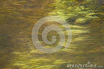 Green grass and water, Rio Putana valley, Atacama Desert, Chile Stock Photo