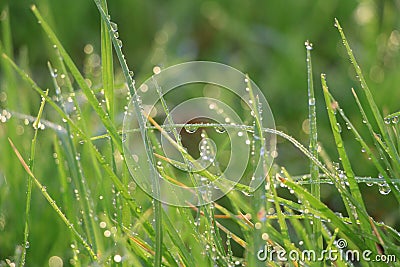 Green grass water drops dew nature background Stock Photo