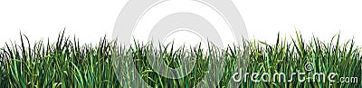 Green grass on white background Cartoon Illustration