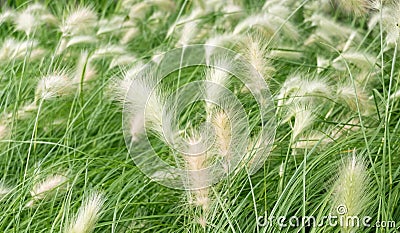 Green grass with white fluffy spikelets Stock Photo