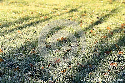 Green Grass winter field Stock Photo