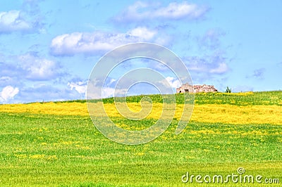 Green grass and yellow flowers field landscape under blue sky and clouds Stock Photo