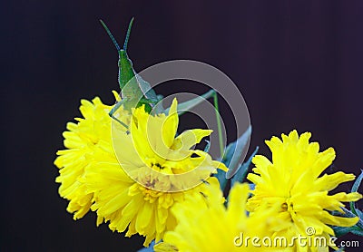 Green grasshoper and flowers Stock Photo