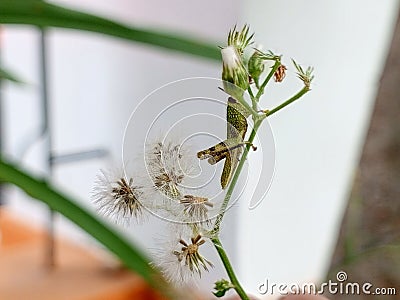 green grasshoper hanging in the little plant Stock Photo