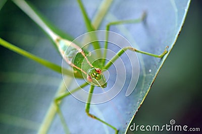 Green Grasshopper Stock Photo