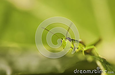 Green Grasshopper Stock Photo