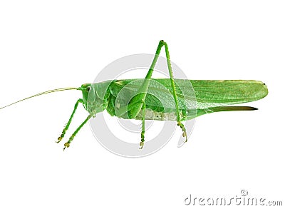 Green grasshopper Stock Photo