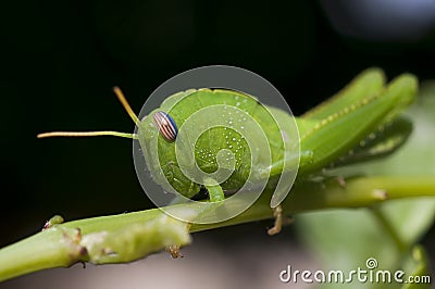 Green grasshopper Stock Photo