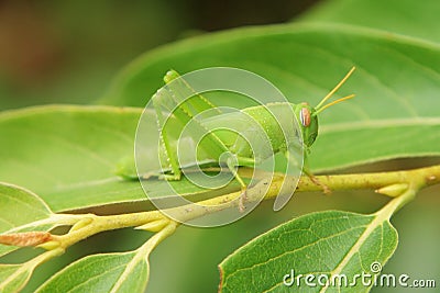 Green grasshopper Stock Photo