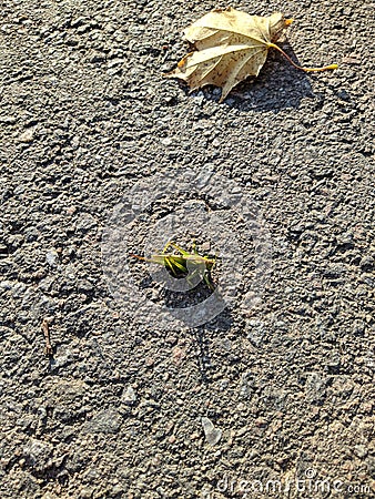 green grasshopper on the asphalt next to a fallen autumn maple leaf Stock Photo