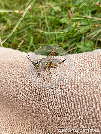 Green grasshopper or common grasshopper Tettigonia viridissima close up Stock Photo