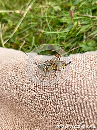 Green grasshopper or common grasshopper Tettigonia viridissima close up Stock Photo