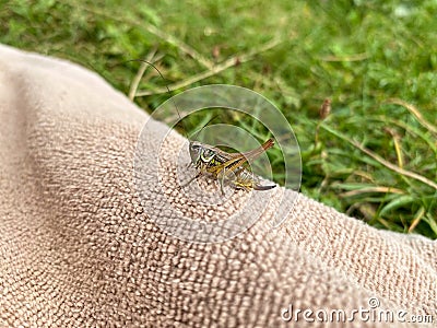 Green grasshopper or common grasshopper Tettigonia viridissima close up Stock Photo