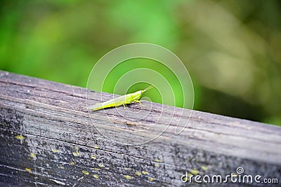 Green grasshopper Stock Photo