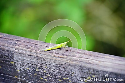 Green grasshopper Stock Photo