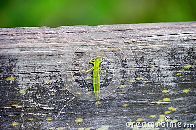 Green grasshopper Stock Photo