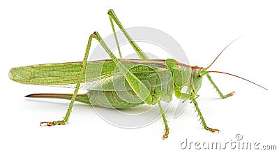 Green grasshopper isolated on white Stock Photo