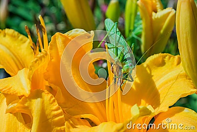 Green grasshopper Latin: Tettigonia viridissima sitting on a flower of the Daylily Latin: Hemerocallis. Soft selective focus Stock Photo