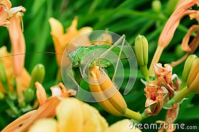 Green grasshopper Latin: Tettigonia viridissima sitting on a flower of the Daylily Latin: Hemerocallis, close up. Soft Stock Photo