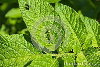 Green grasshopper Latin: Tettigonia viridissima sitting on a green leaf of the Potato Latin: Solanum tuberosum. Soft selective Stock Photo