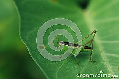 Green grasshopper on leaf in natire Stock Photo