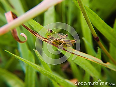 Green grasshopper on a leaf Stock Photo