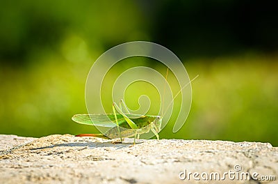 Green grasshopper or locust close up on outdoor terrace. Stock Photo