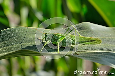 Green grasshopper locust eats young leaves of corn Stock Photo