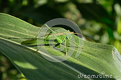 Green grasshopper locust eats young leaves of corn Stock Photo