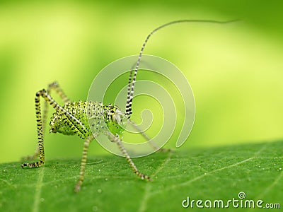 Green grasshopper Stock Photo